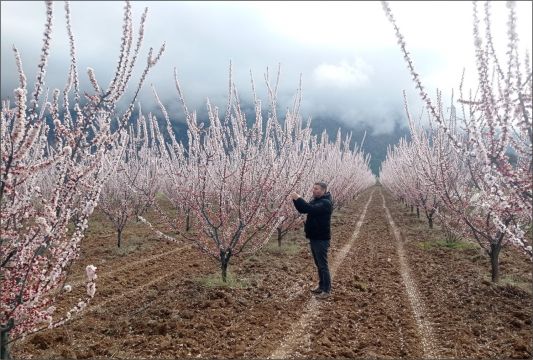 Çivril’de Meyve Ağaçları Mercek Altında Tarım Ekiplerinden Fenolojik Gözlem Çalışması